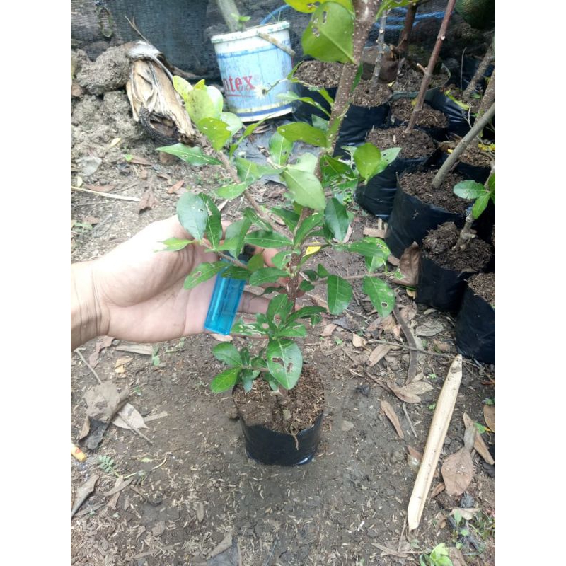 bibit sianci cery barbados