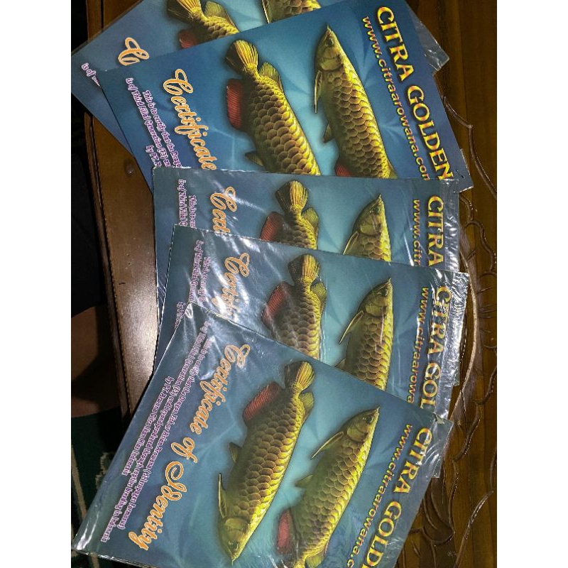 sertifikat arwana golden red dan chip arwana