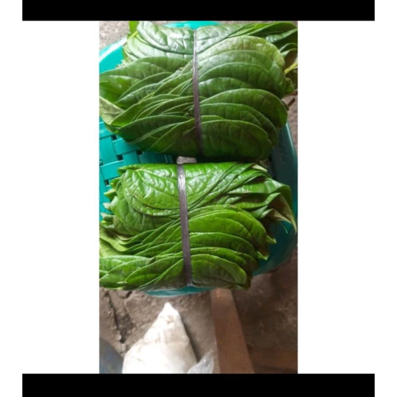 

Daun sirih fress langsung petik