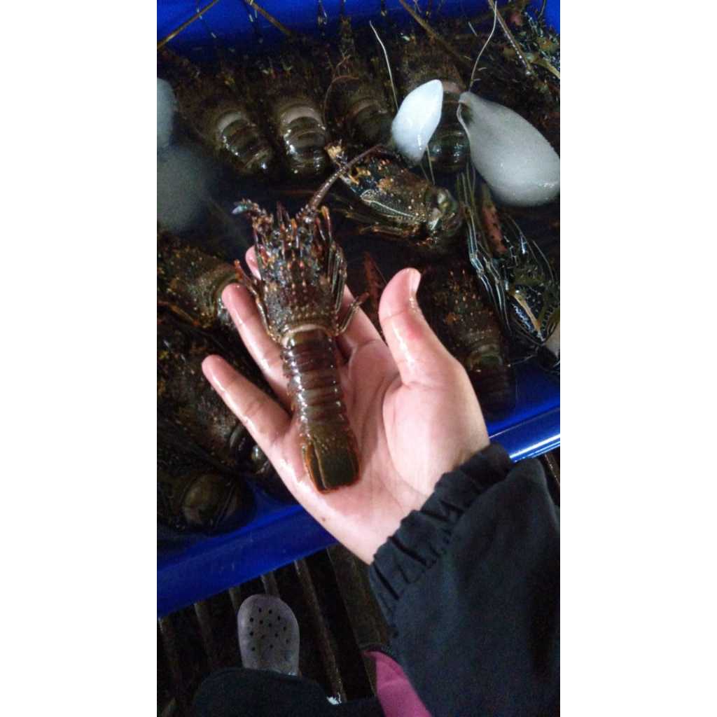 Lobster Konsumsi/ Lobster Air Laut/ Lobster Beku/ Lobster Fresh/ Lobster Sehat/ Lobster Enak/ Gemaik