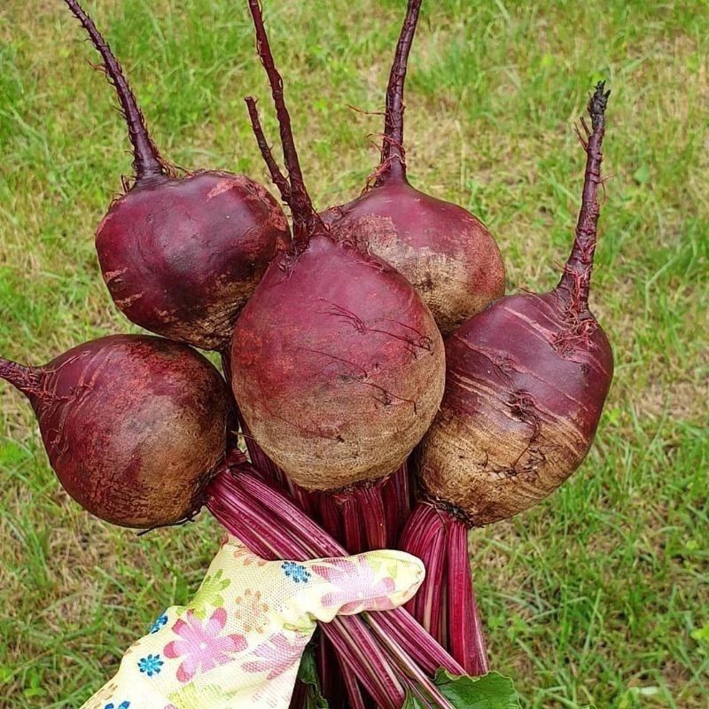 10 Biji - Benih Unggul Buah Bit Beetroot Ayumi F1 Hibrida - Bibit Tanaman Buah Buahan