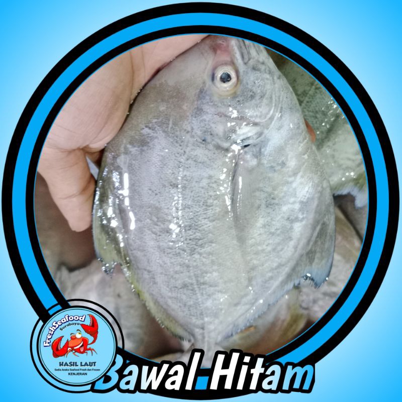 

IKAN DORANG SEDANG 1kg