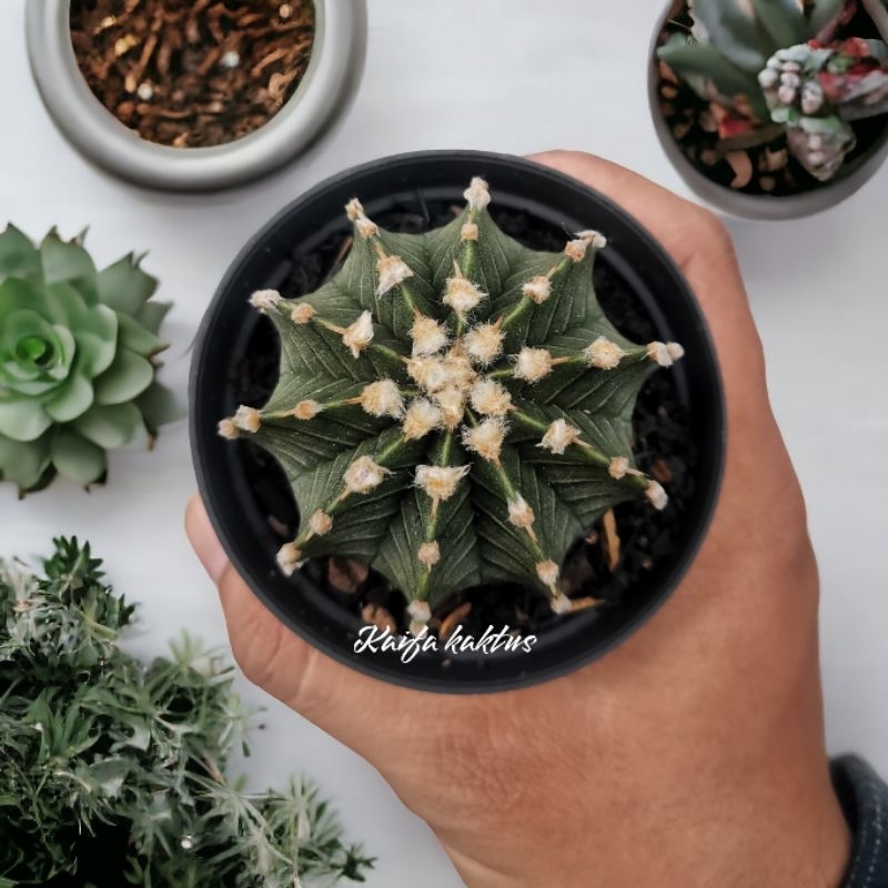 LB ory 2178 dan LB vos 014