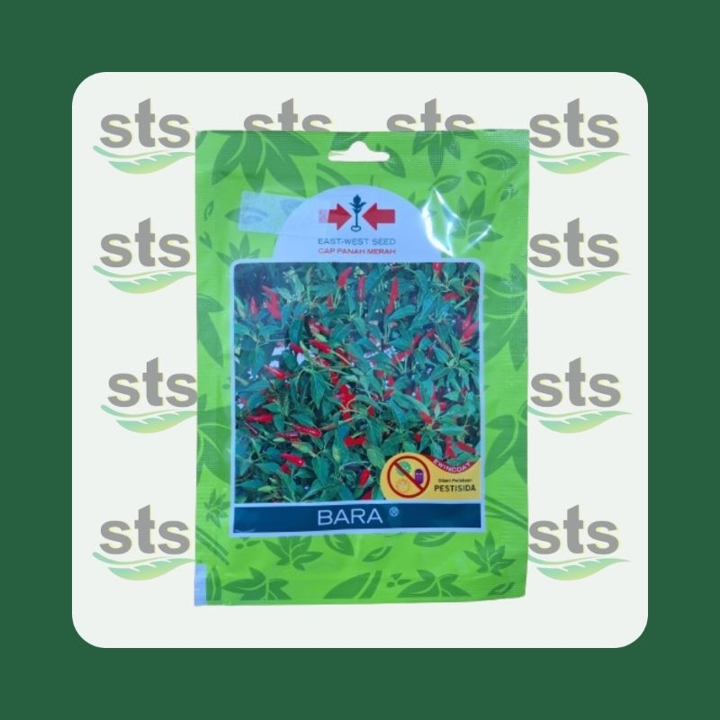 Benih Cabe Bara