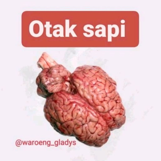 

Otak sapi fresh BB BOOSTER MPASI