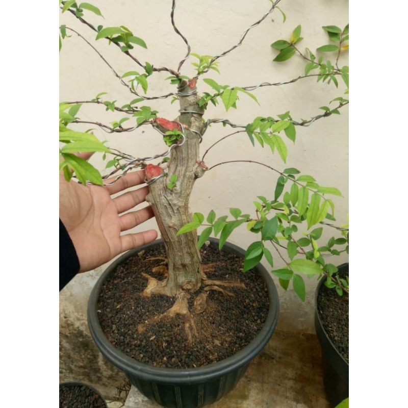 bonsai anting putri bogel