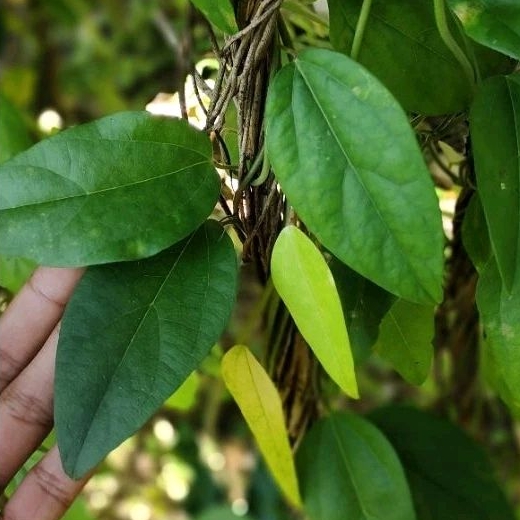 

DAUN CINCAU RAMBAT isi 100 LEMBAR