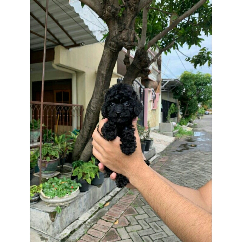 black tiny poodle