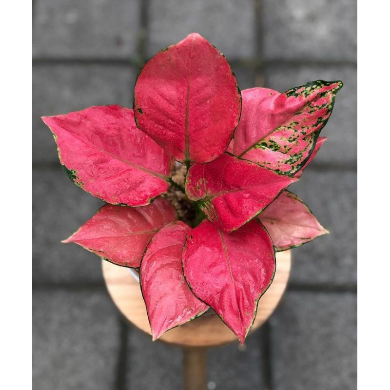 Aglonema koleksi Red anjamani / aglonema termurah