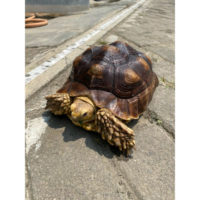 gantungan kura kura sulcata 30cm