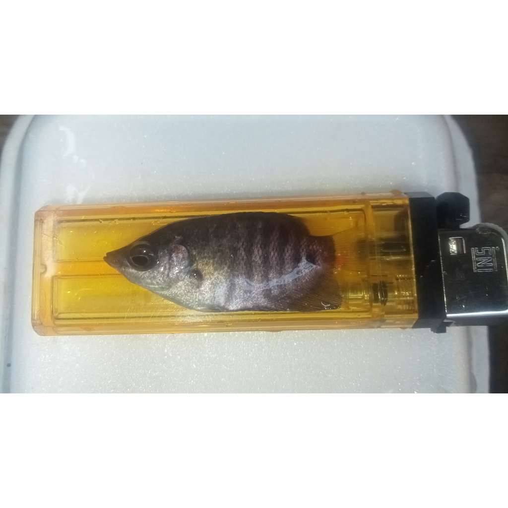 Bibit Ikan Gurame Soang