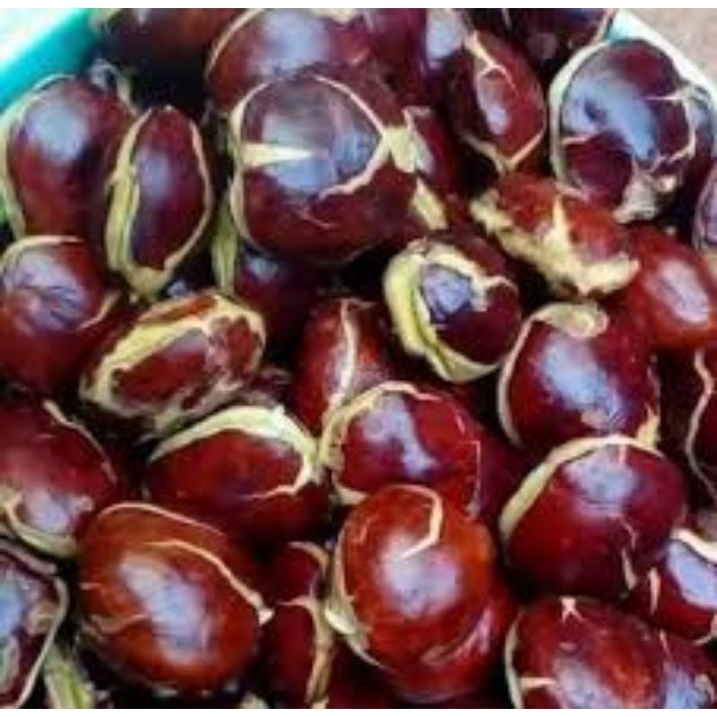 

Jengkol tua pilihan super(grosir)