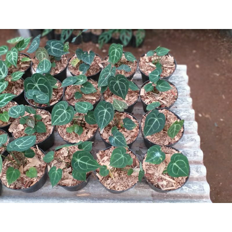 anthurium clarinervium