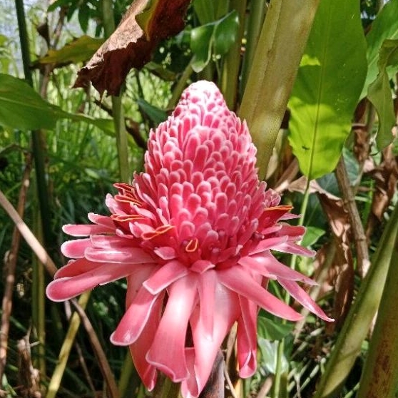 

sayur kecombrang 1 kg