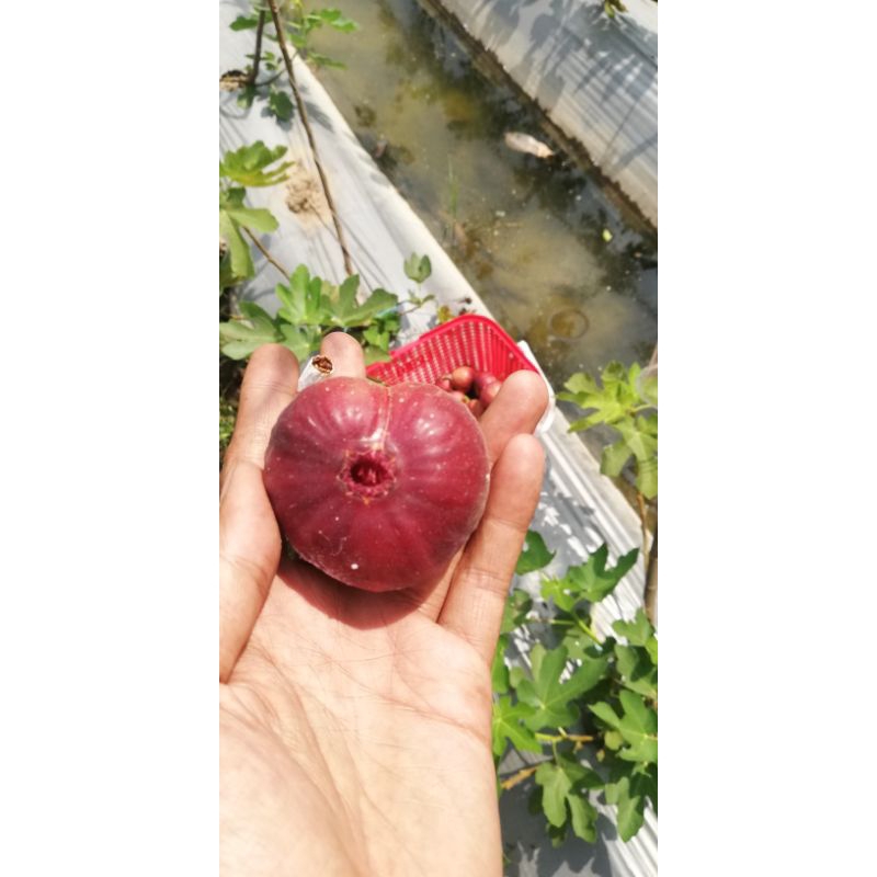 Bibit Cangkok Buah Tin Matsui Dauphin berbuah manis