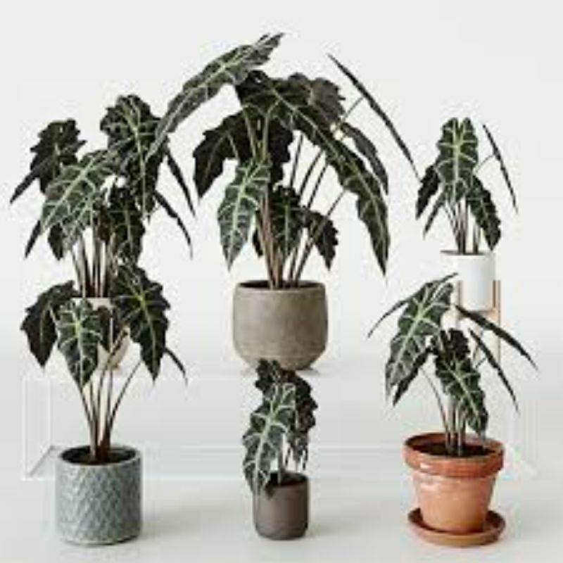 Tanaman Hiasl Alocasia Amazonica / Amazon / Amazone Size Jumbo