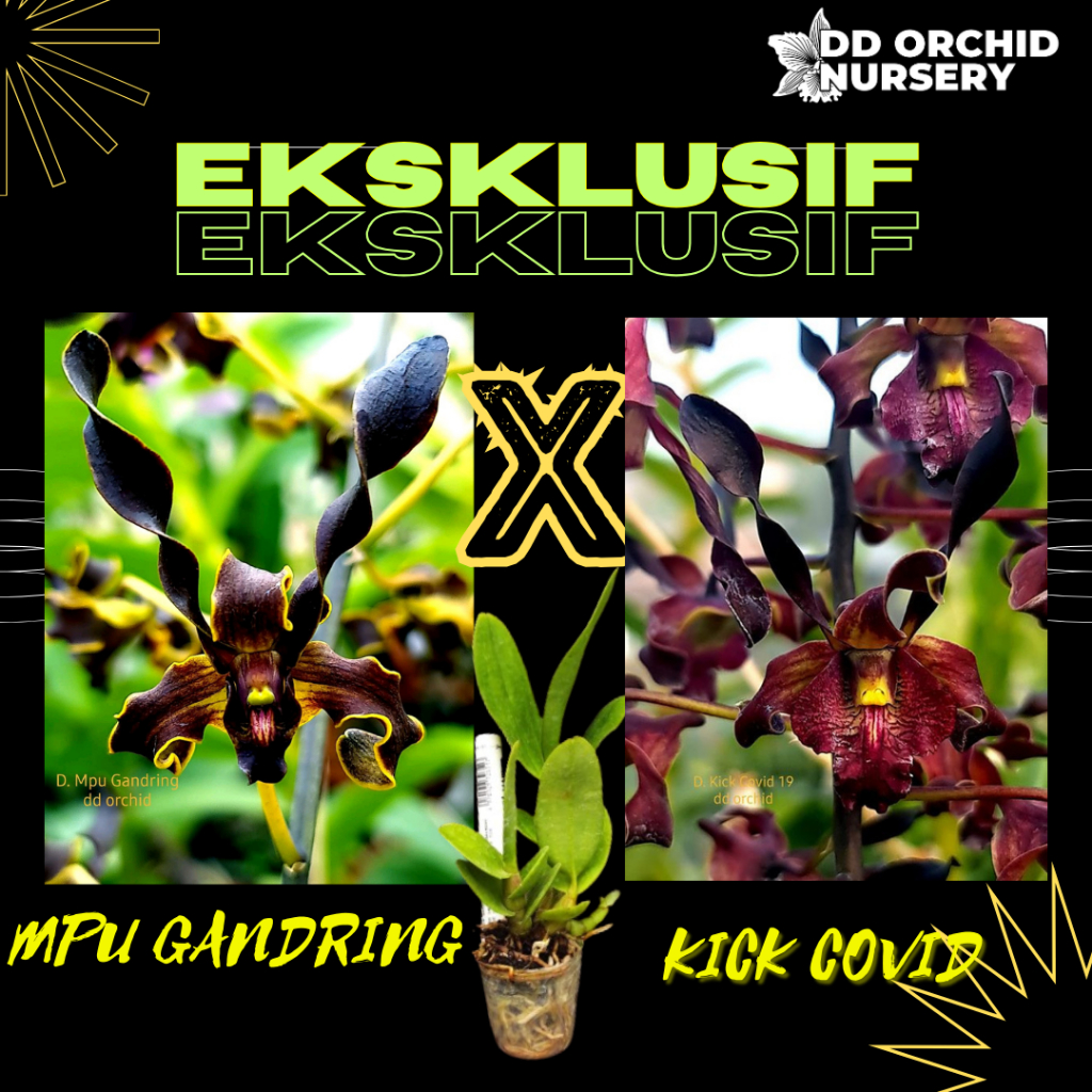 DD Orchid Remaja Anggrek Dendrobium Mpu Gandring X Den. Kick Covid