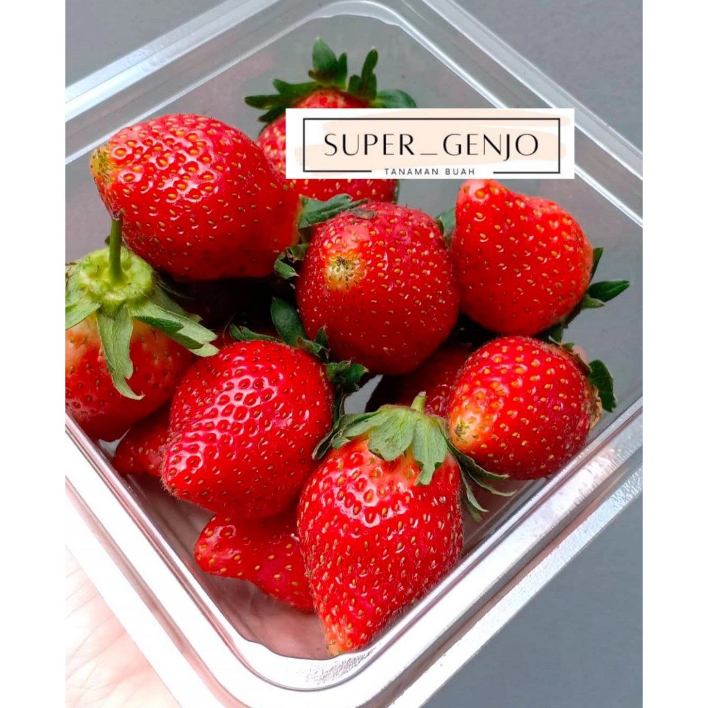 BIBIT STROBERI JUMBO SIAP BERBUAH