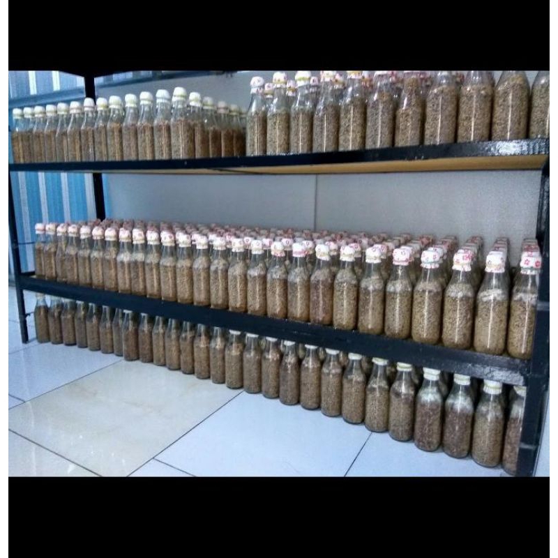 Bibit jamur tiram F1 kualitas