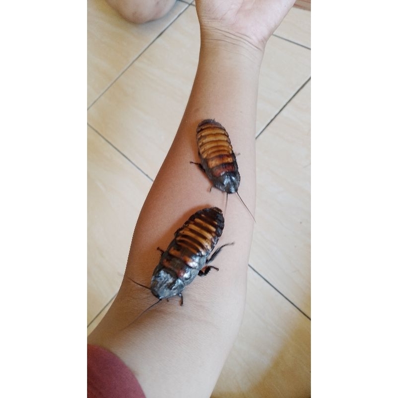Kecoa Madagaskar Dewasa