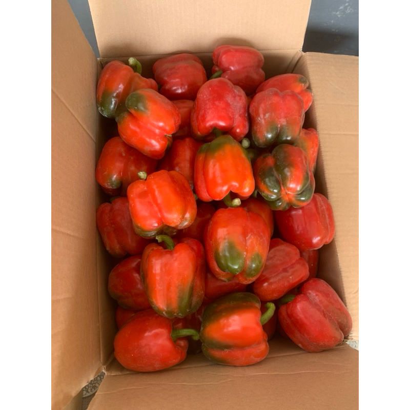 

Paprika merah 1 kg