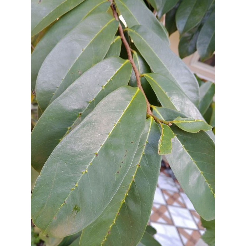 

daun sirsak segar 50 lembar/obat herbal alami