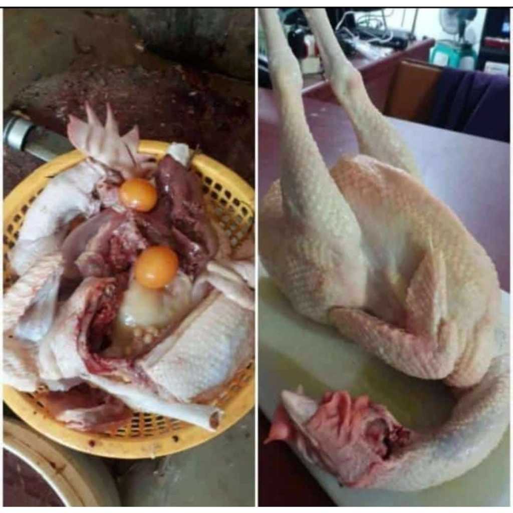 

AYAM PERTELUR 1 EKOR