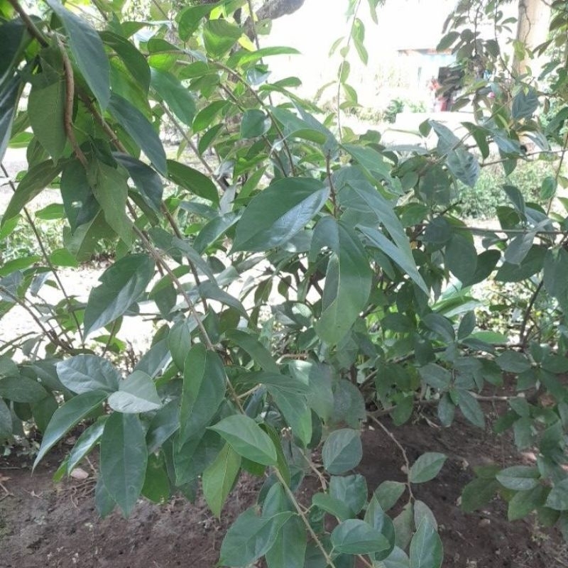 

daun cincau hijau
