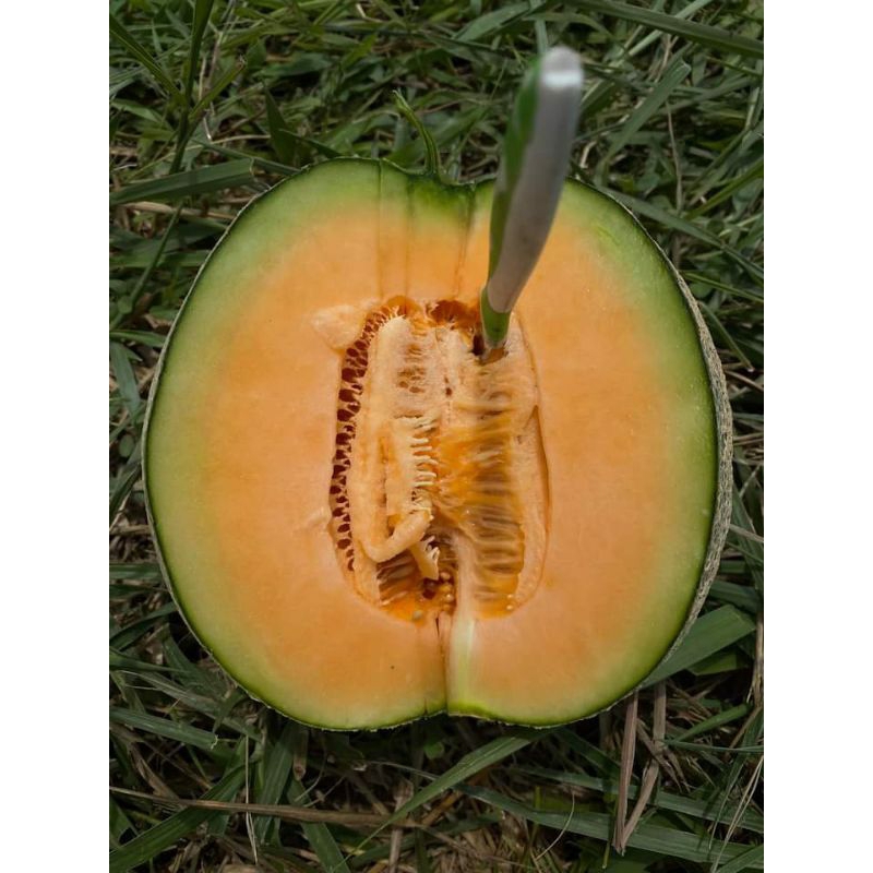 Bibit Melon Madu Cepat Berbuah Cocok untuk TABULAMPOT