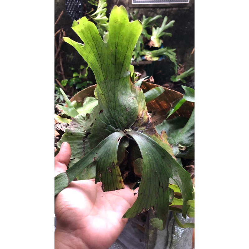 SALE RAMADHAN Platycerium wandae ekonomis cabutan / simbar papua murah ekonomis