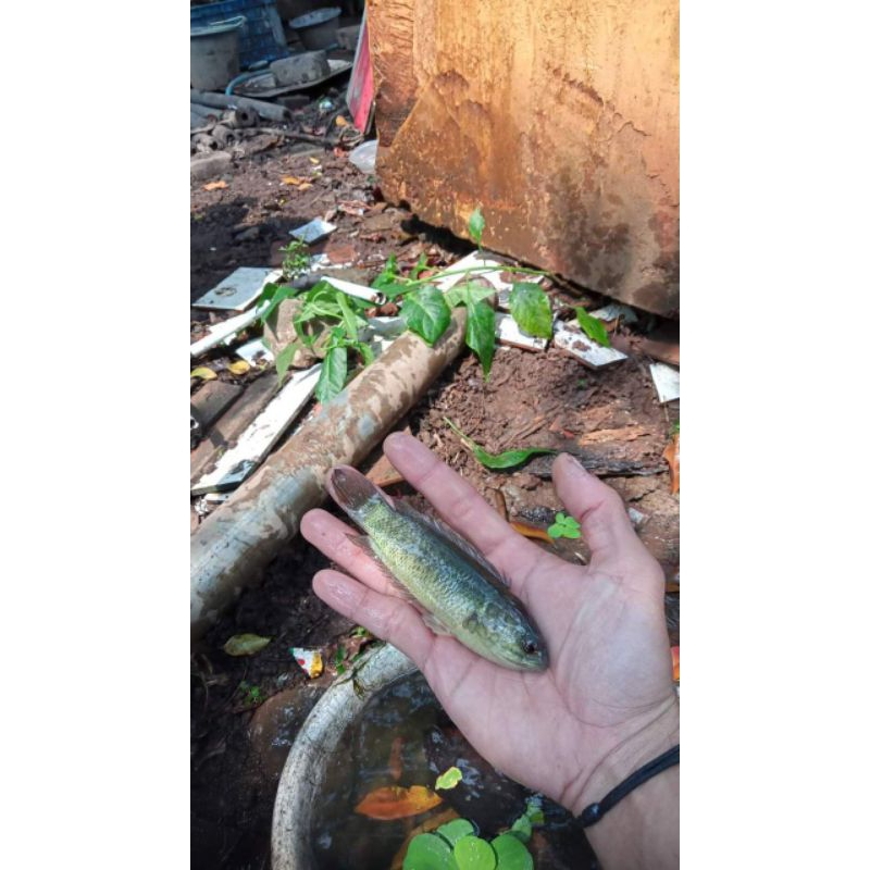 Promo Betok atau Papuyu Big Size