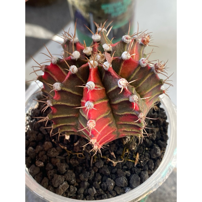 SALE Indukan Kaktus Gymno Miha / Milo / Starfire A2 d 8cm