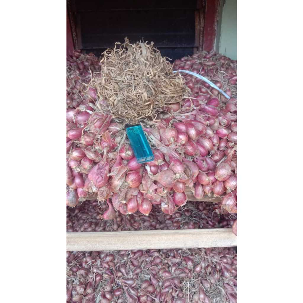 

Bawang merah ukuran sedeng asli Brebes