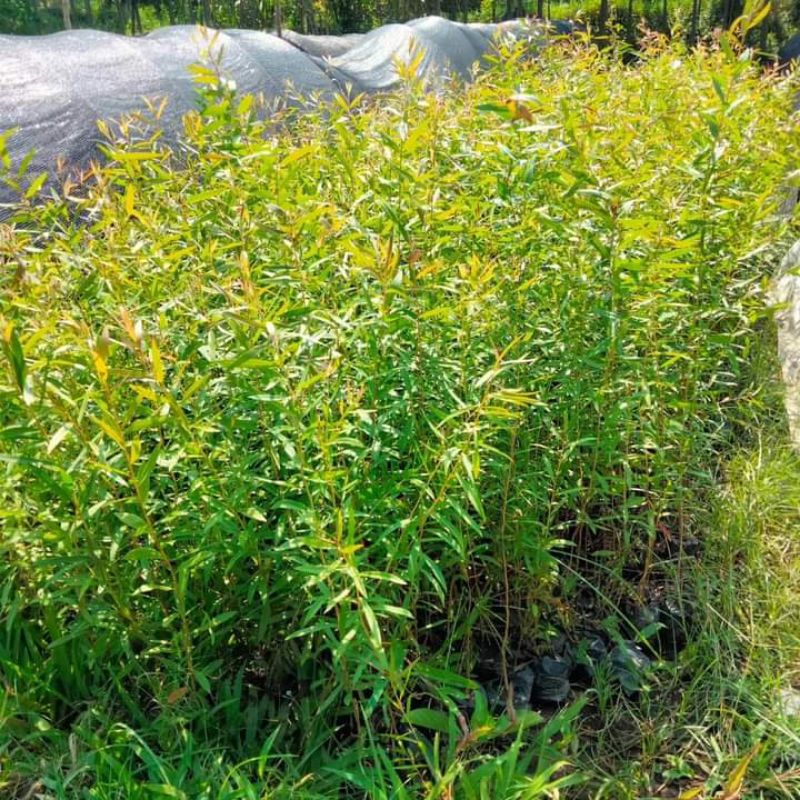 Bibit Tanaman Kayu Putih / Pohon Putih / Eucalyptus / Eucalyptus Plant Seeds