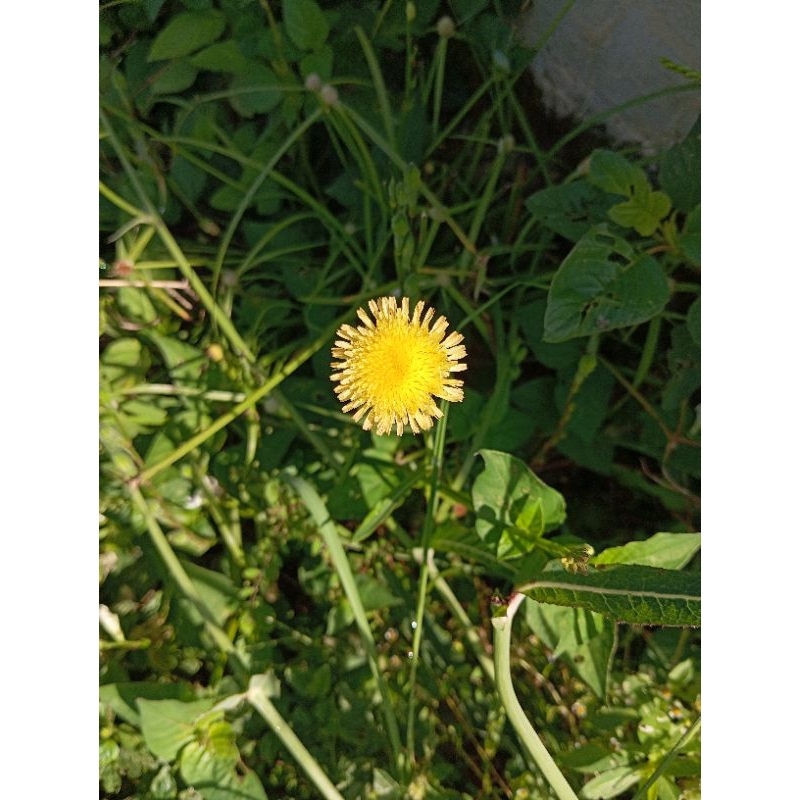 Bunga Dandelion