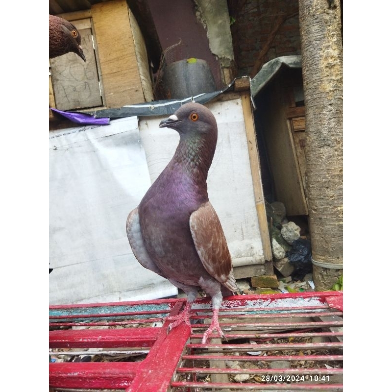 merpati kolong bahan