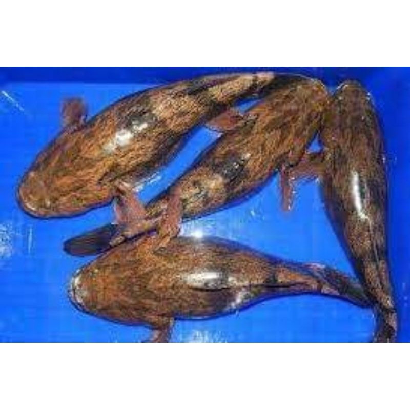 IKAN BETUTU/BLOSO/GABUS MALAS/MENTUTU