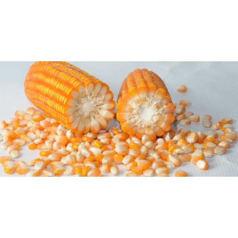 

BIJI JAGUNG PIPIL KERING KEMASAN 500 GRAM
