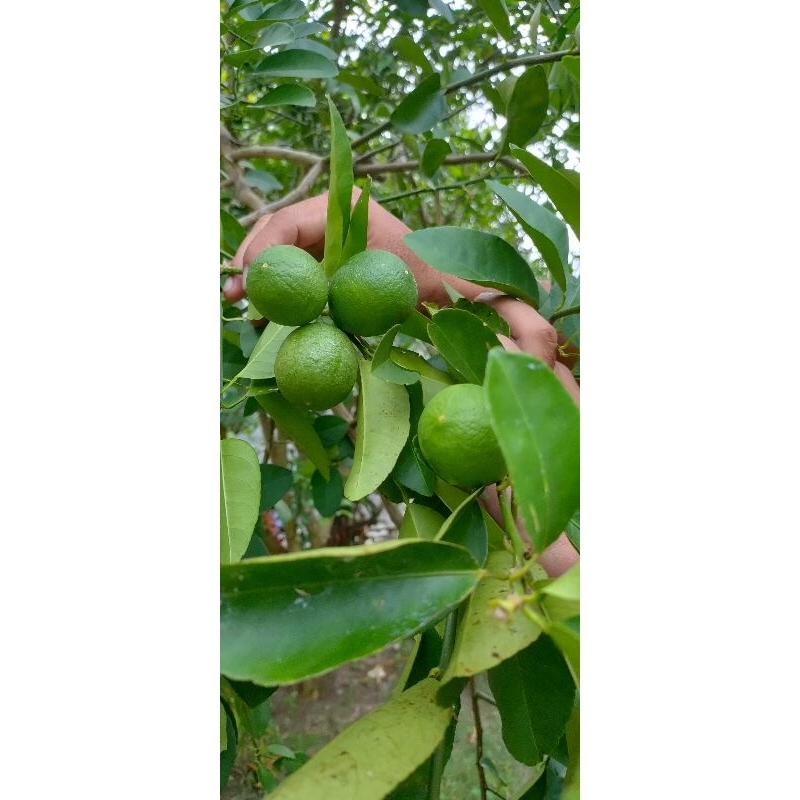 

Jeruk nipis/ Banyak air