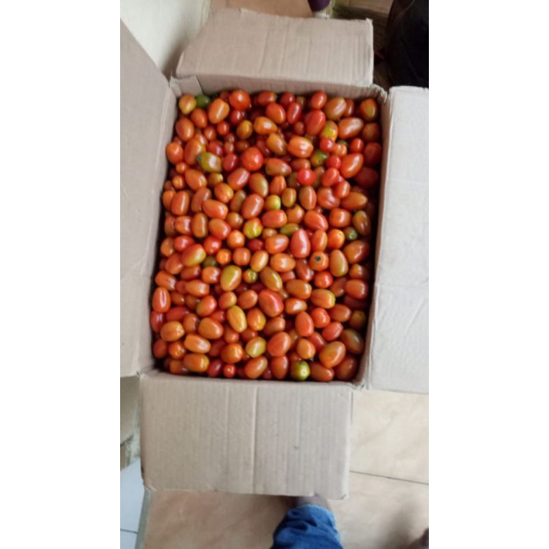 

tomat Cherry / ceri