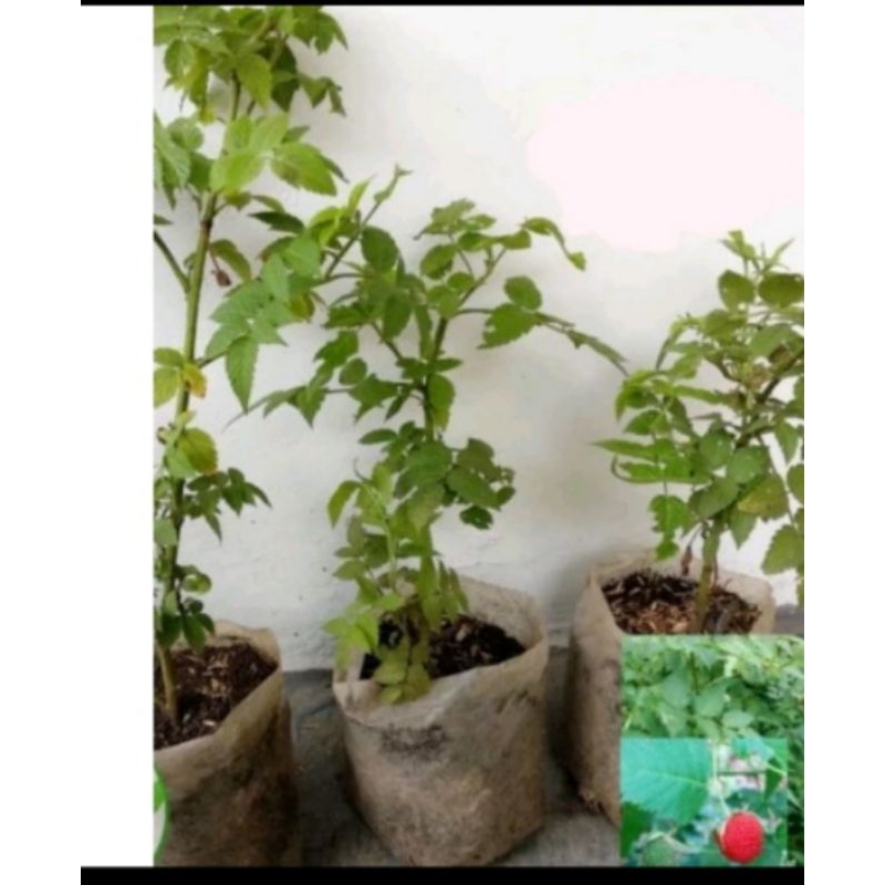 bibit pohon arben hutan