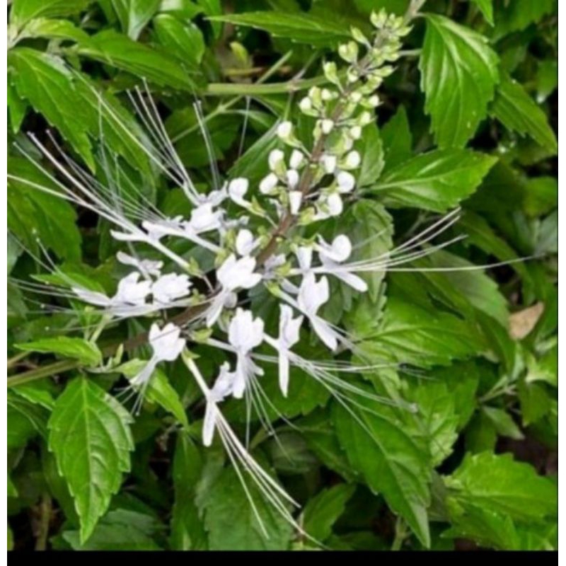 

Daun kumis kucing segar paket hemat 500gram