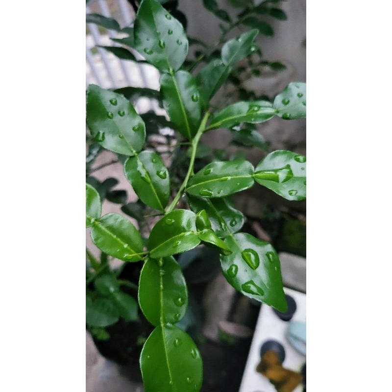 

DAUN JERUK PURUT FRESH (ISI 7 LEMBAR) GRAB/GOSEND ONLY
