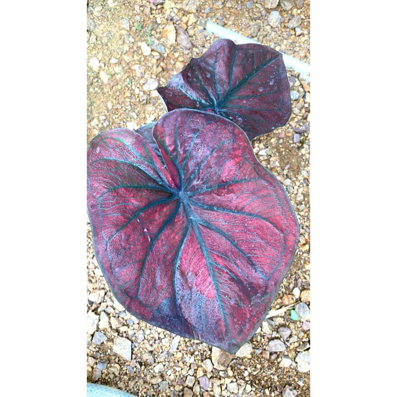 Caladium H51