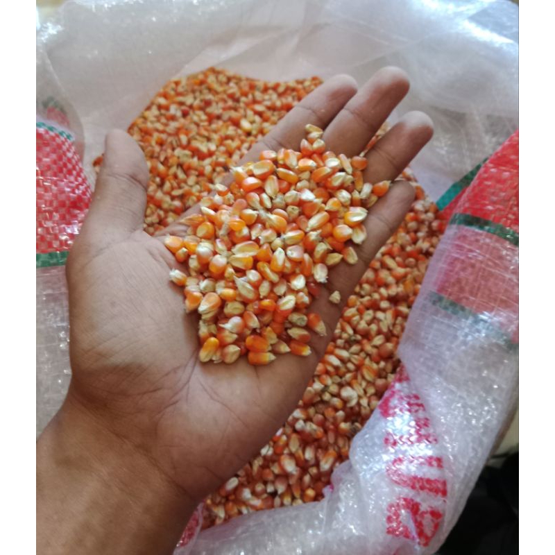 

Jagung kristal (super)