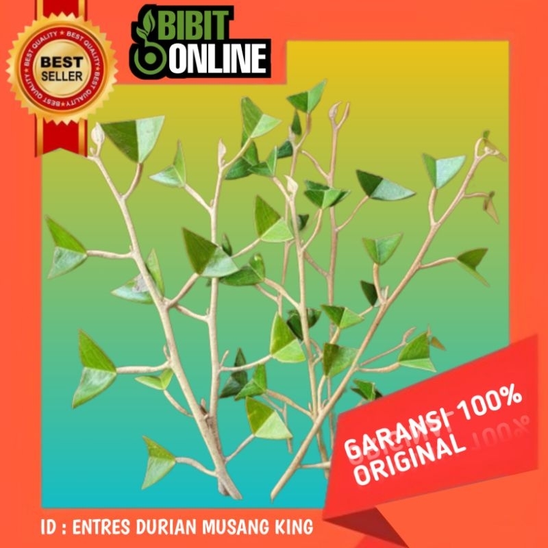 PROMO ENTRES Durian MUSANG KING original super mata tunas pucukan siap tanam