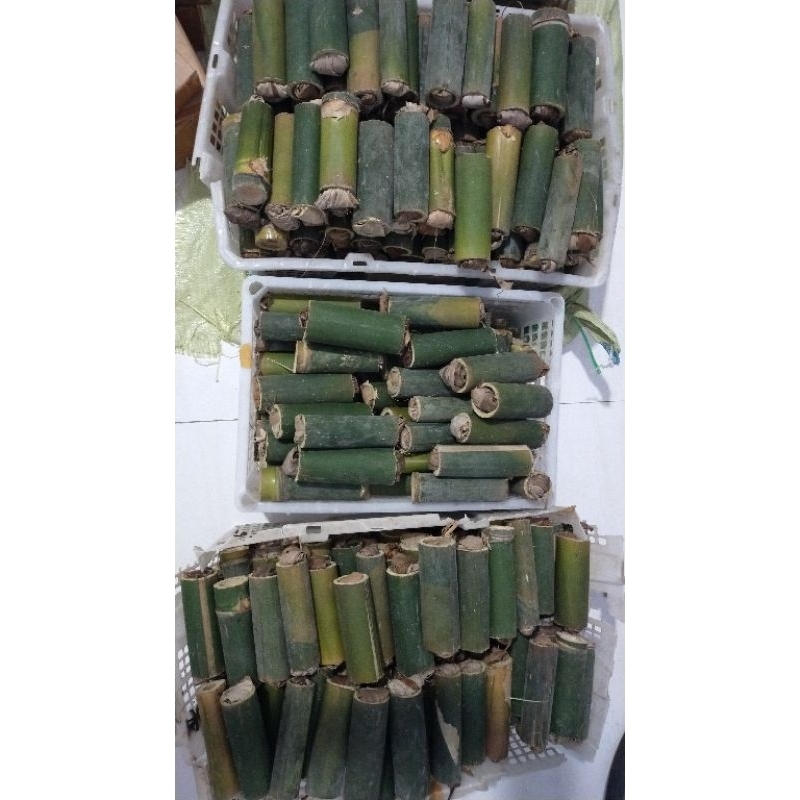 umpan pancing ulat bambu (isi 20)