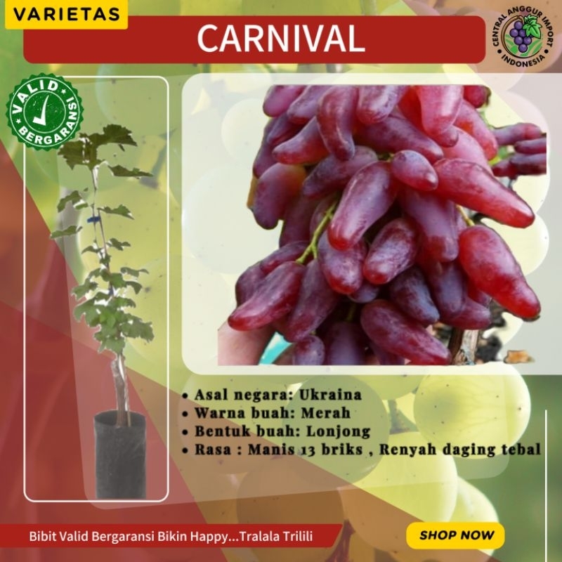 Bibit Anggur Import Carnival