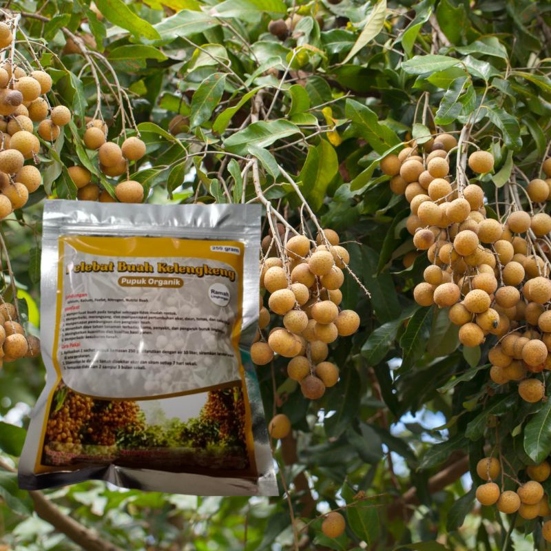 pupuk buah kelengkeng, pelebat buah kelengkeng, boster kelengkeng