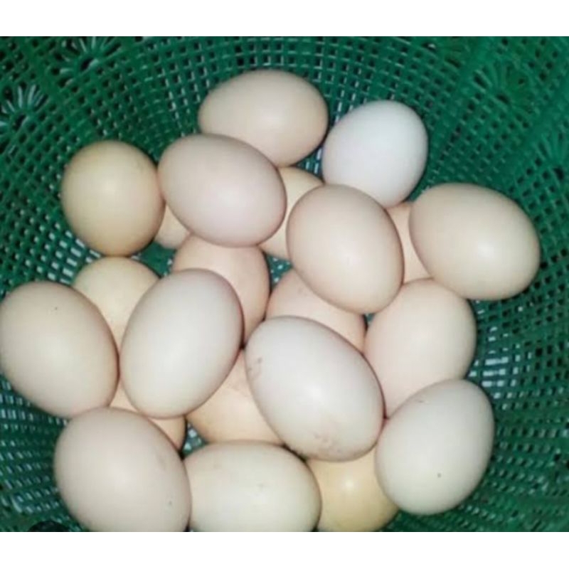 

telur ayam kampung non fertil